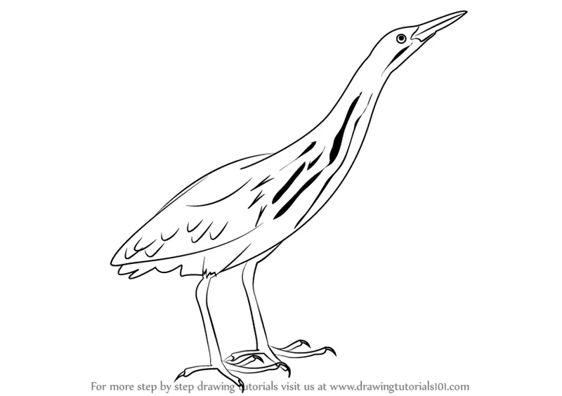 bittern american draw drawing step tutorials birds