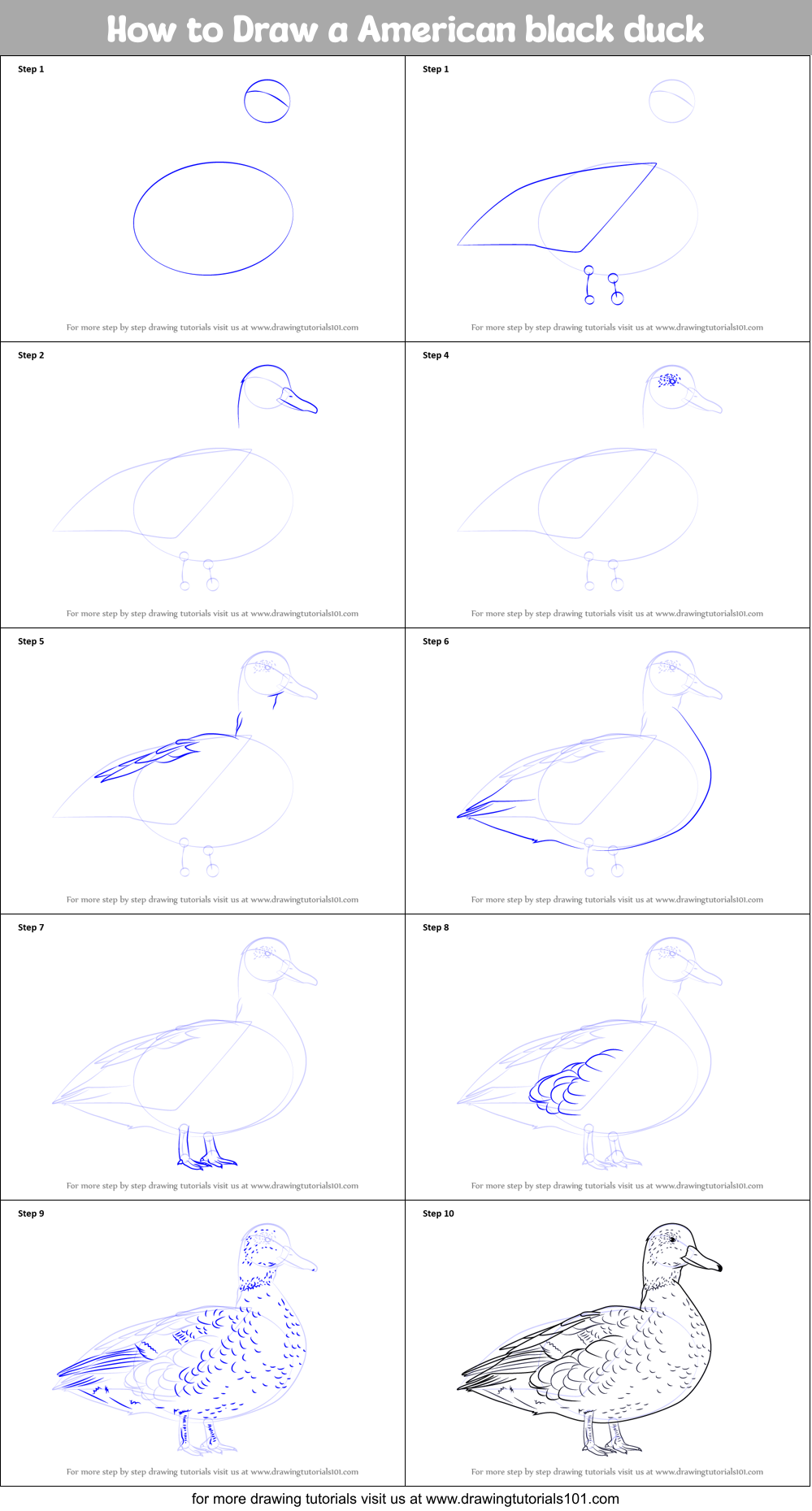 How to Draw a American black duck Printable Step by Step