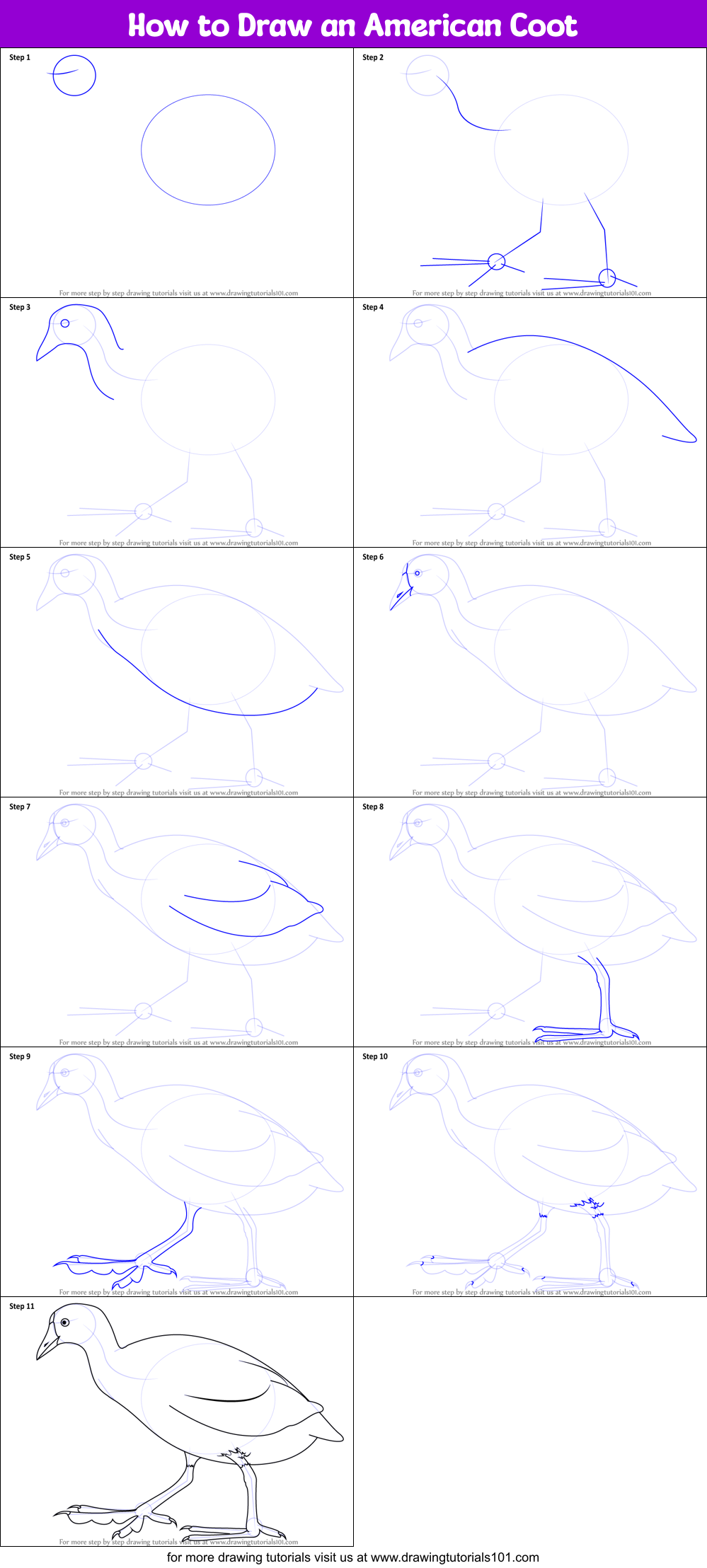 How to Draw an American Coot Printable Step by Step