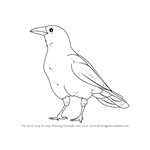How to Draw an American Crow