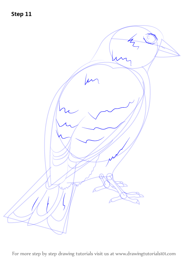 How to Draw an American Goldfinch (Birds) Step by Step