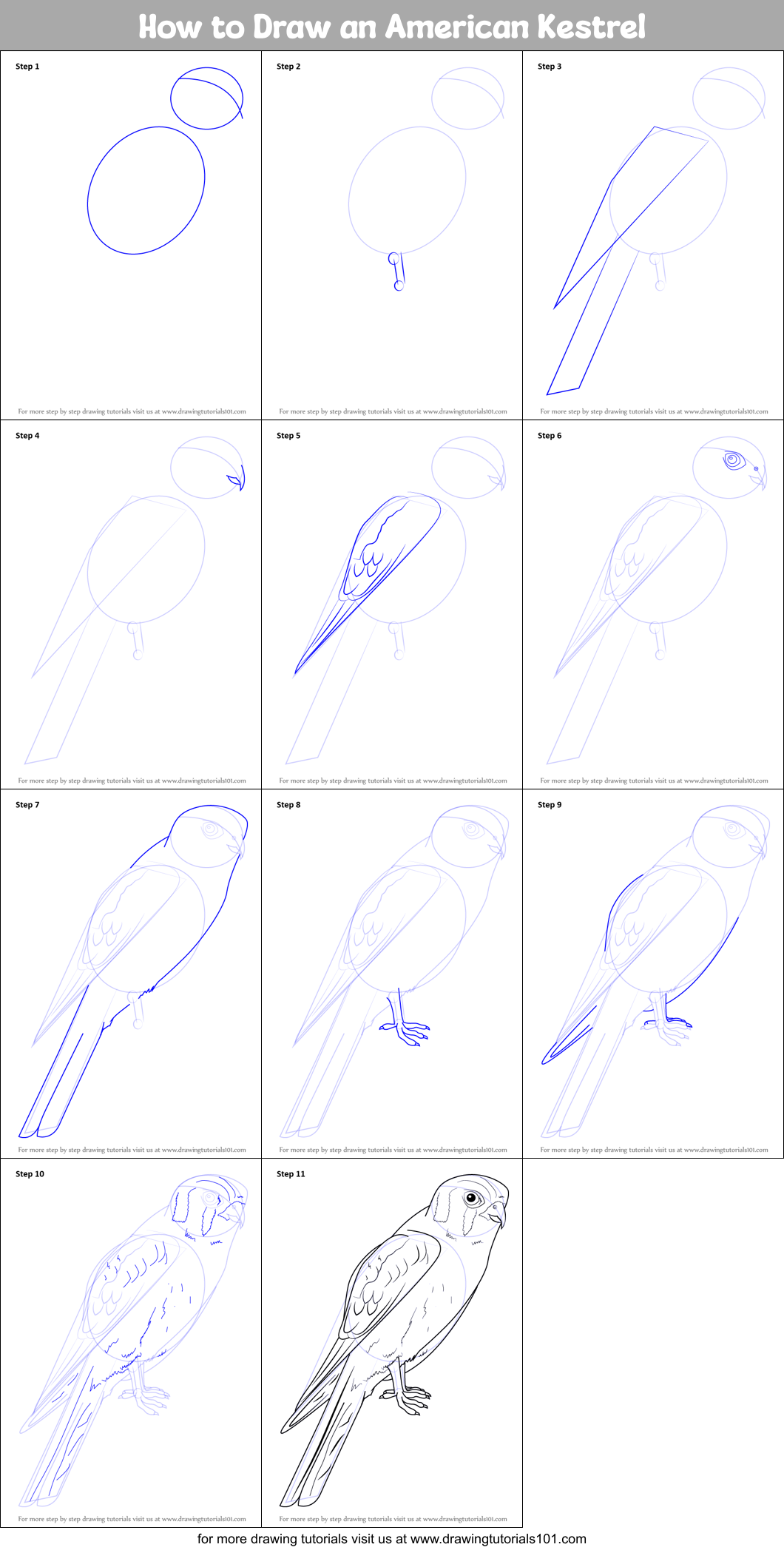 How to Draw an American Kestrel Printable Step by Step