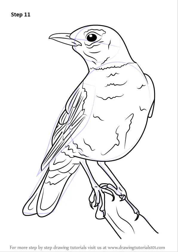 Learn How to Draw an American robin (Birds) Step by Step : Drawing
