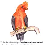How to Draw an Andean cock-of-the-rock