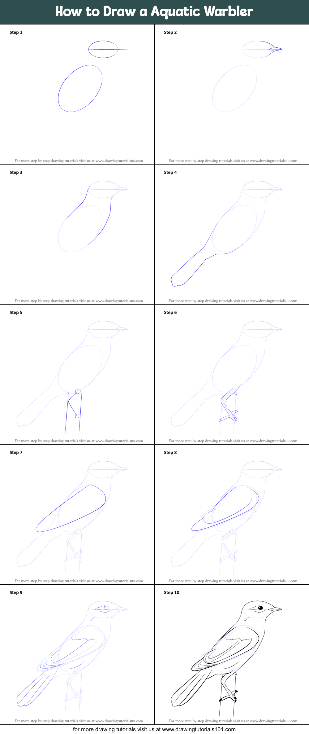 How to Draw a Aquatic Warbler Printable Step by Step