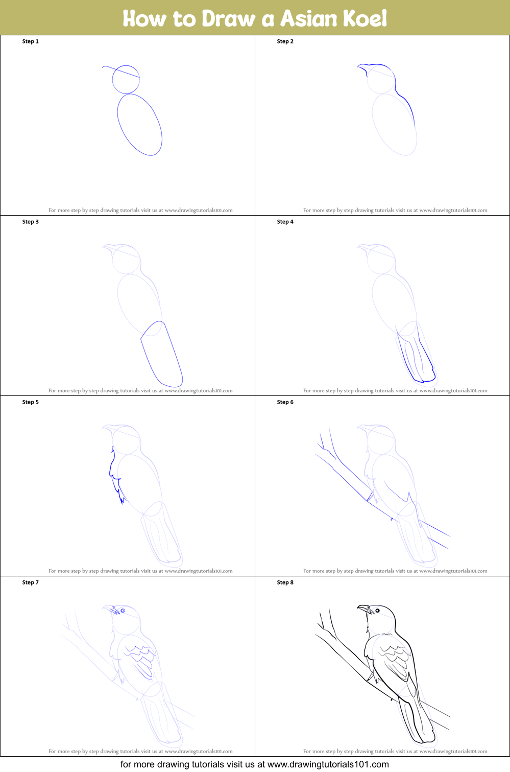 How to Draw a Asian Koel Printable Step by Step