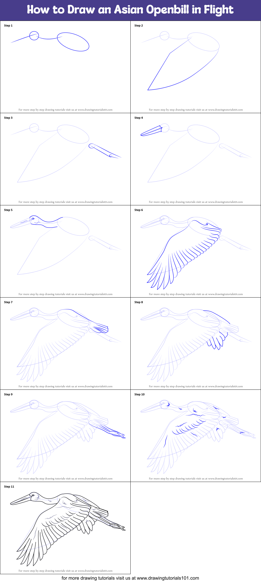 How to Draw an Asian Openbill in Flight Printable Step by Step