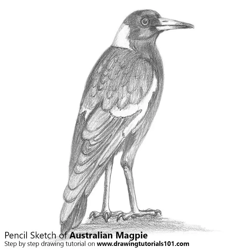 Pencil Sketch of Australian Magpie - Pencil Drawing