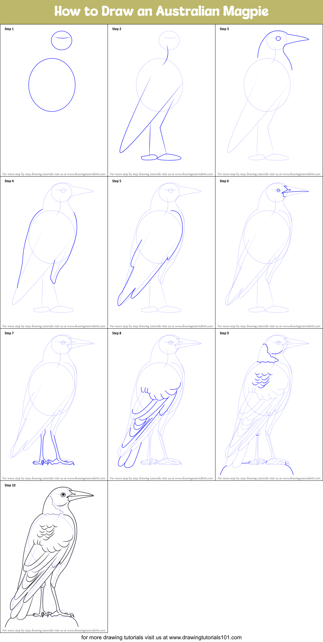 How to Draw an Australian Magpie printable step by step drawing sheet