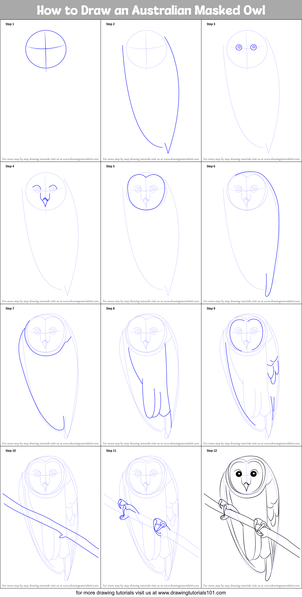 How to Draw an Australian Masked Owl Printable Step by Step