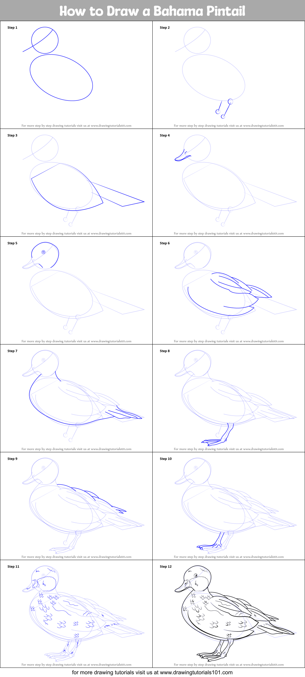 How to Draw a Bahama Pintail Printable Step by Step
