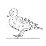 How to Draw a Bahama Pintail