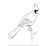 How to Draw a Bare-Faced Go Away Bird