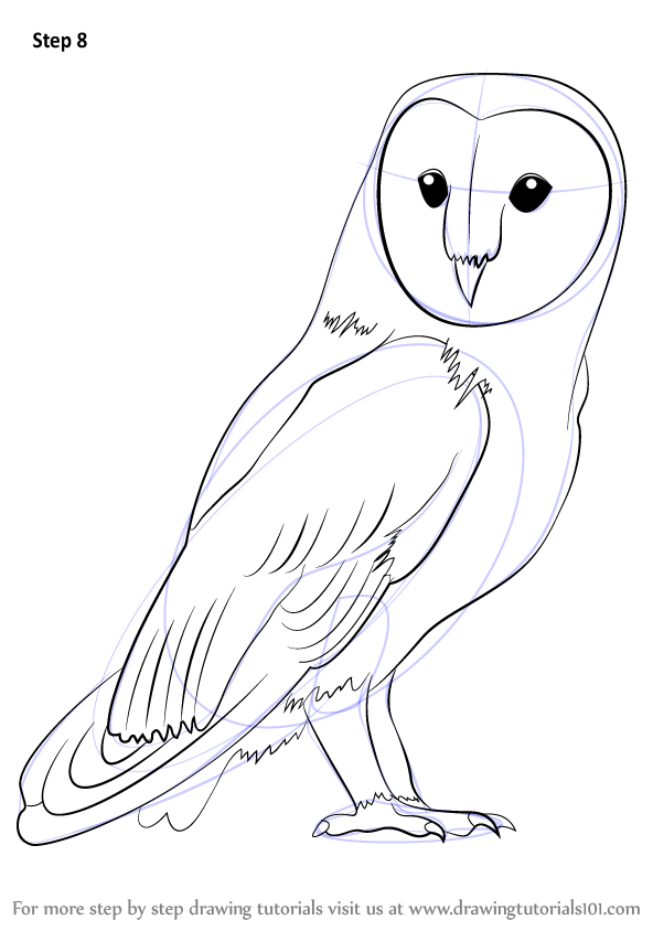 Learn How to Draw a Barn Owl (Birds) Step by Step : Drawing Tutorials