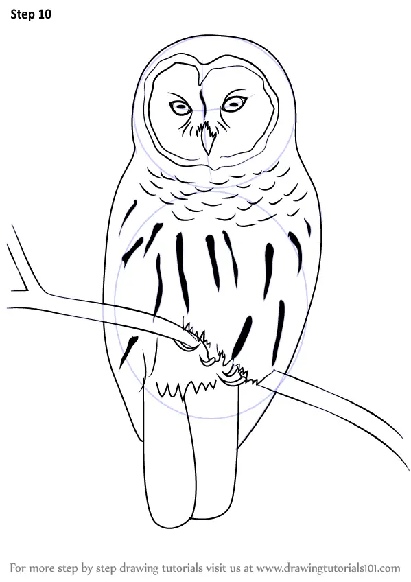 Learn How to Draw a Barred Owl (Birds) Step by Step : Drawing Tutorials