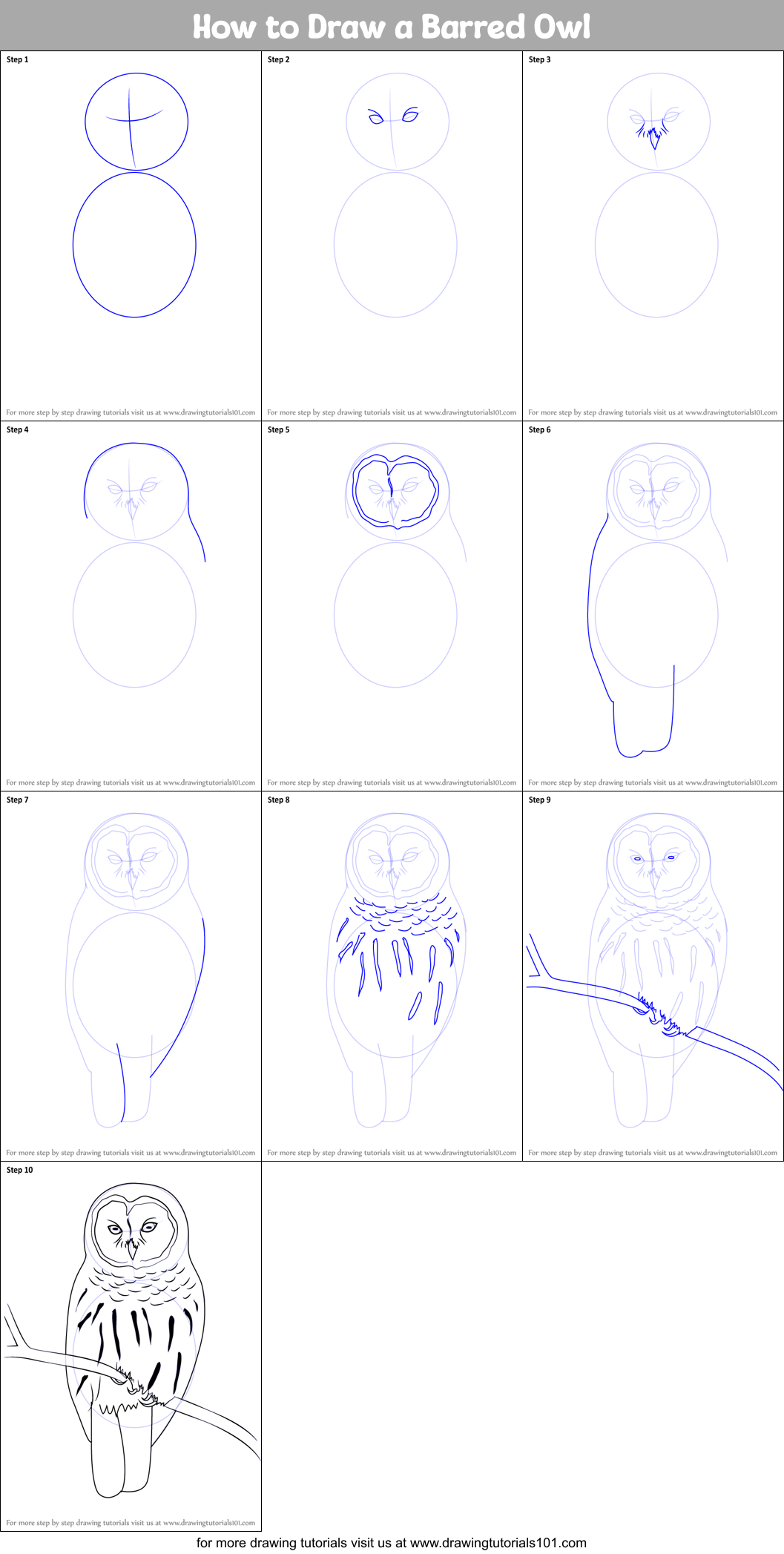 How to Draw a Barred Owl Printable Step by Step