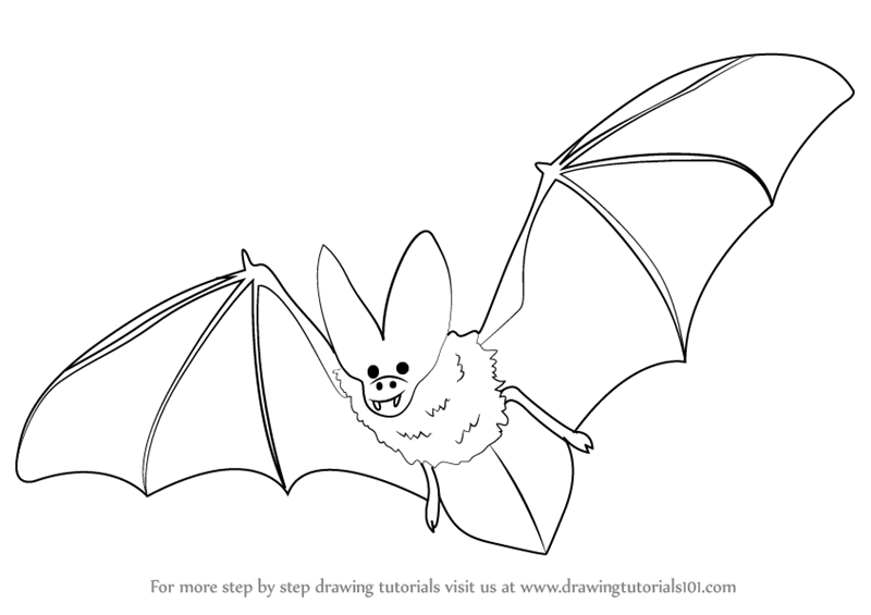 Learn How to Draw a Bat Birds Step by Step  Drawing Tutorials