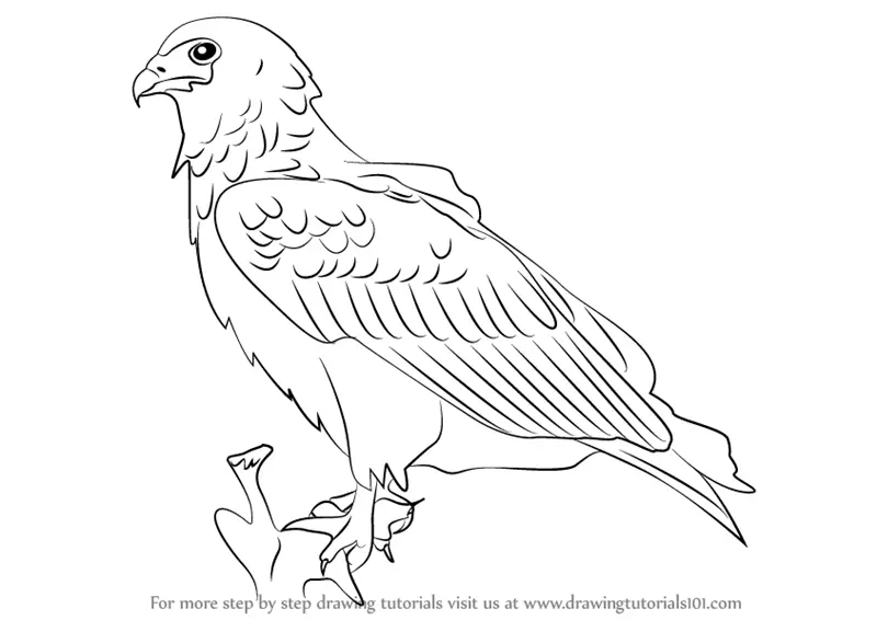 How to Draw a Bateleur Eagle (Birds) Step by Step | DrawingTutorials101.com