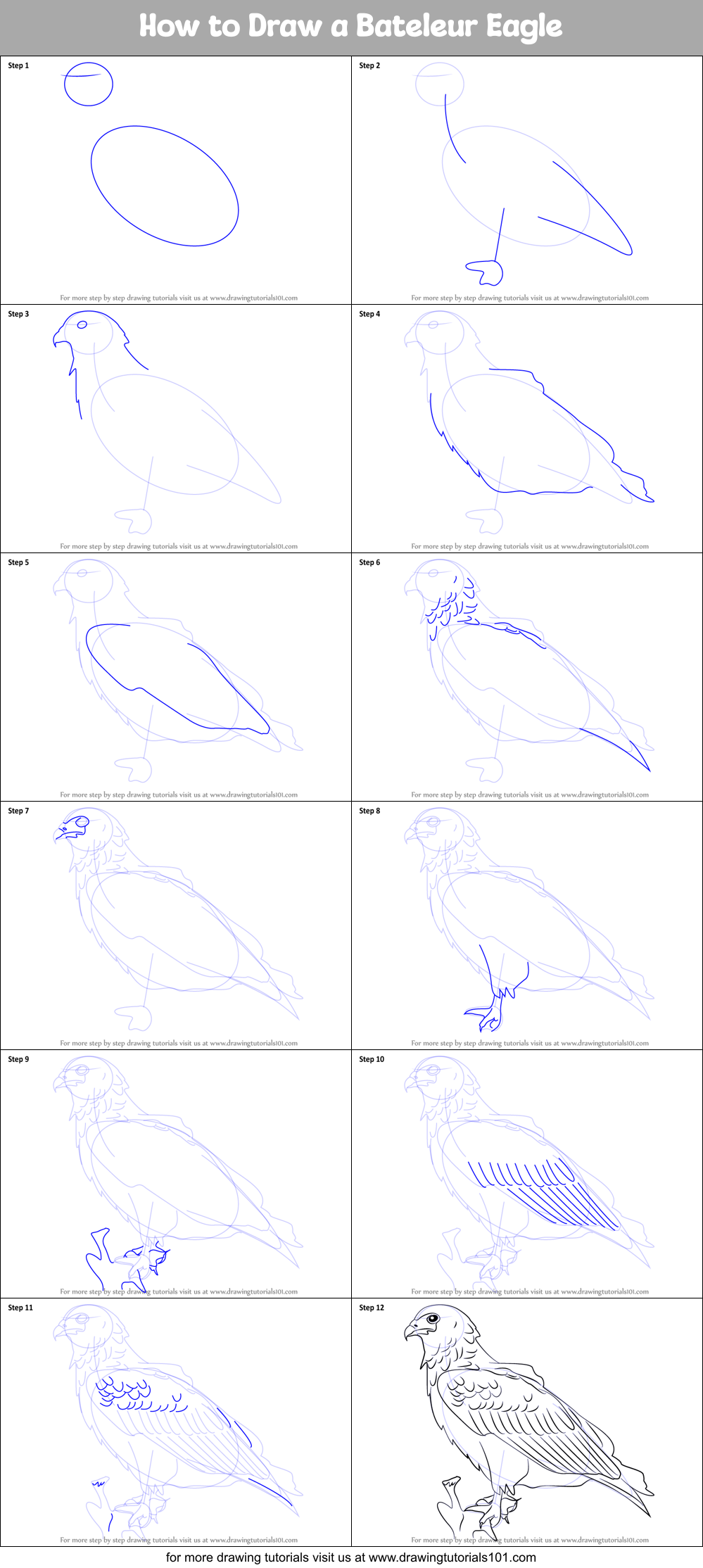 How to Draw a Bateleur Eagle Printable Step by Step