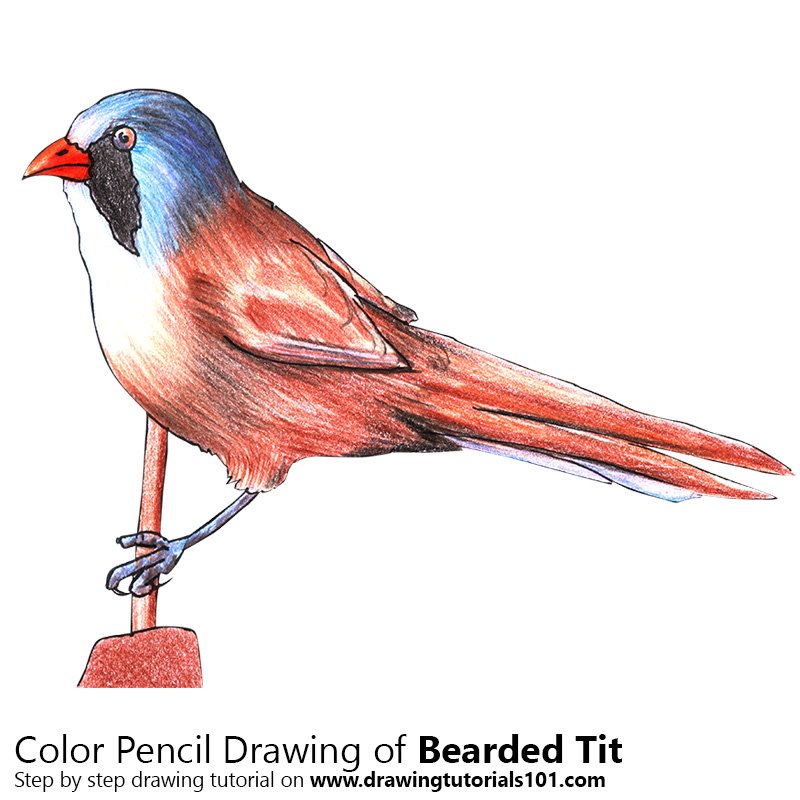 How to Draw a Bearded Tit by Color Pencils