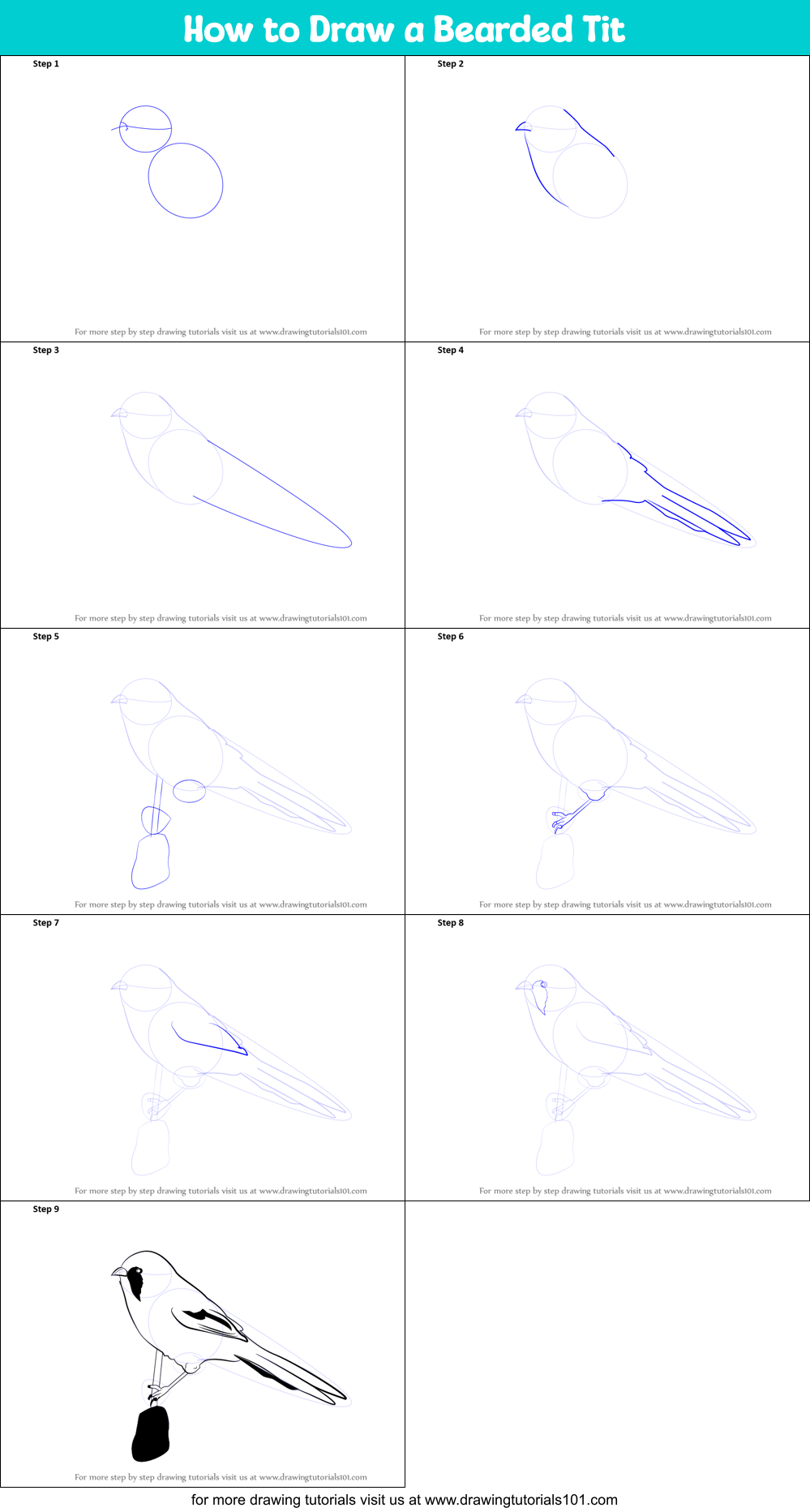 How to Draw a Bearded Tit Printable Step by Step