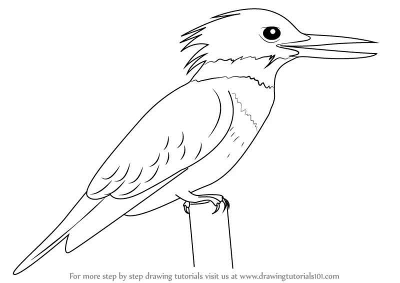 Learn How to Draw a Belted Kingfisher (Birds) Step by Step : Drawing Tutorials
