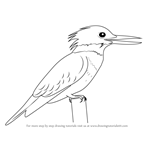 How to Draw a Belted Kingfisher