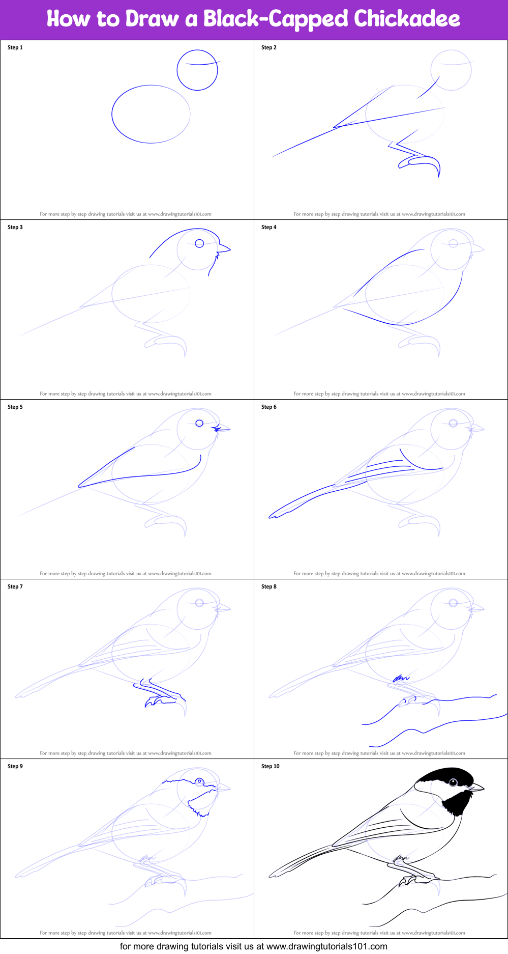 How to Draw a Black-Capped Chickadee Printable Step by Step