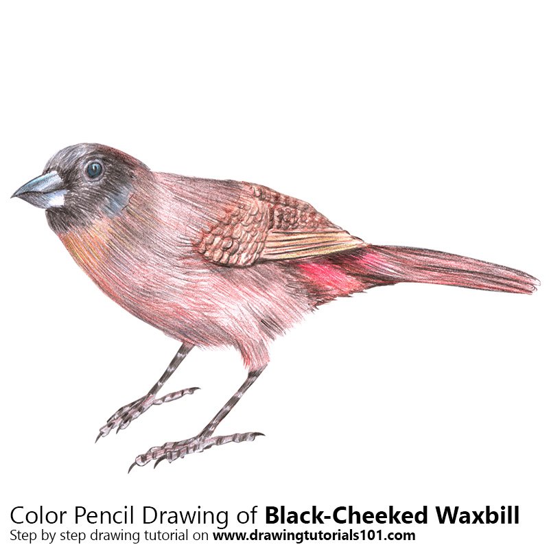 How to Draw a Black-Cheeked Waxbill by Color Pencils