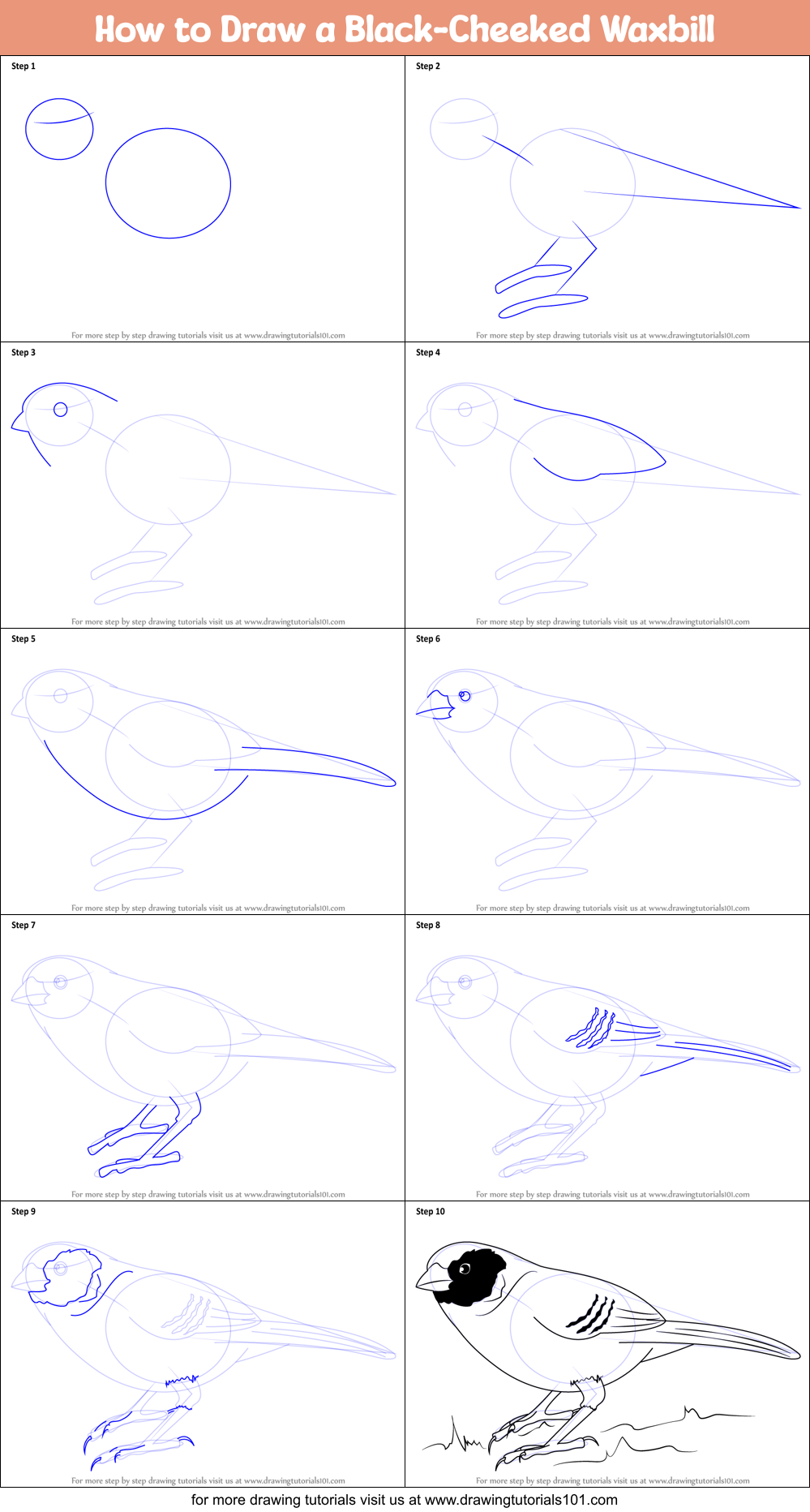 How to Draw a Black-Cheeked Waxbill Printable Step by Step