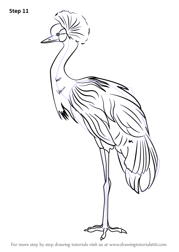 Learn How to Draw a Black Crowned Crane (Birds) Step by Step : Drawing ...