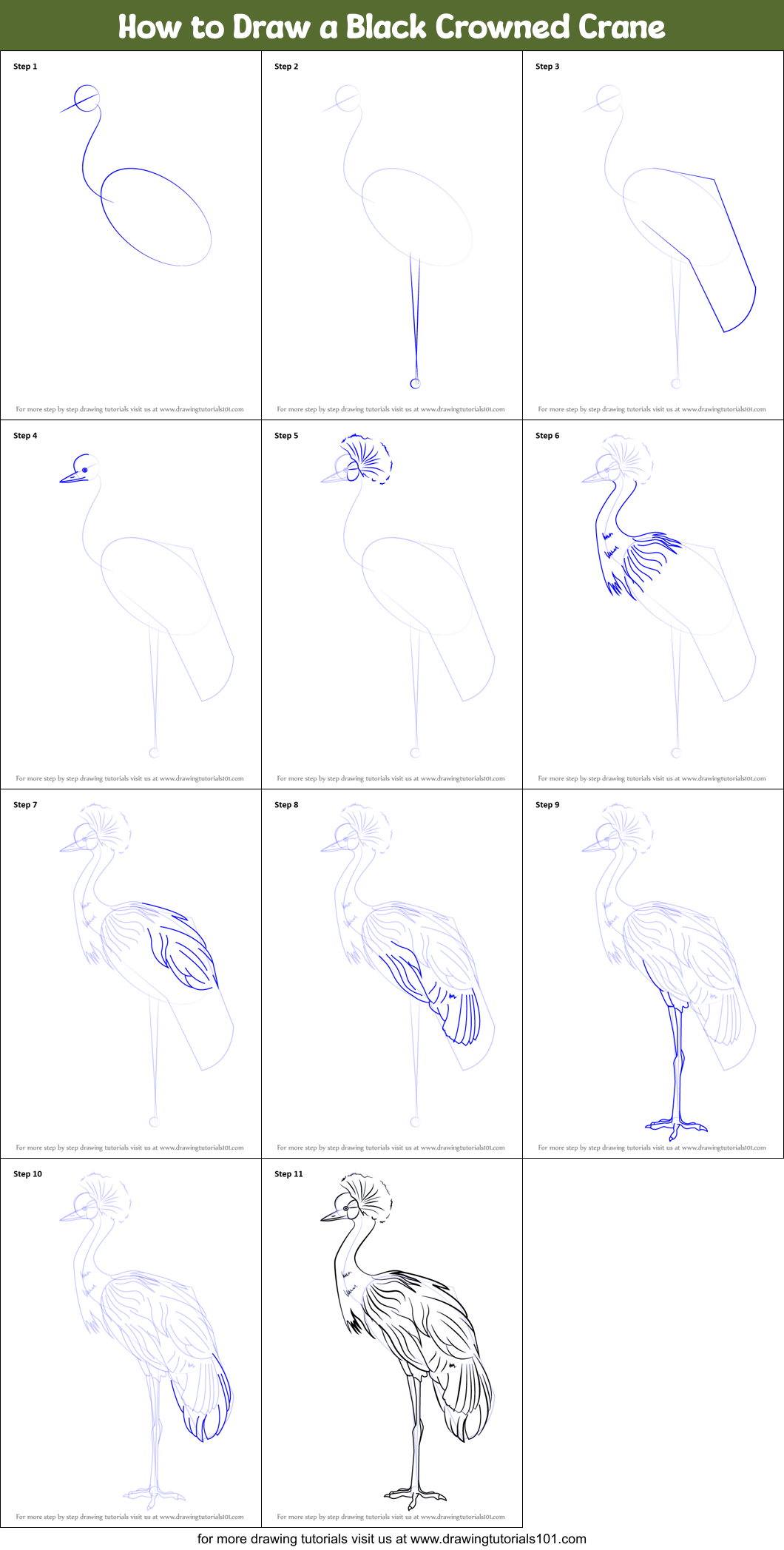 How to Draw a Black Crowned Crane Printable Step by Step