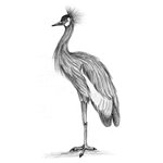 How to Draw a Black Crowned Crane