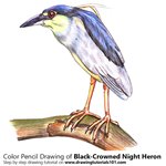 How to Draw a Black-Crowned Night Heron