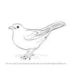 How to Draw a Blackbird