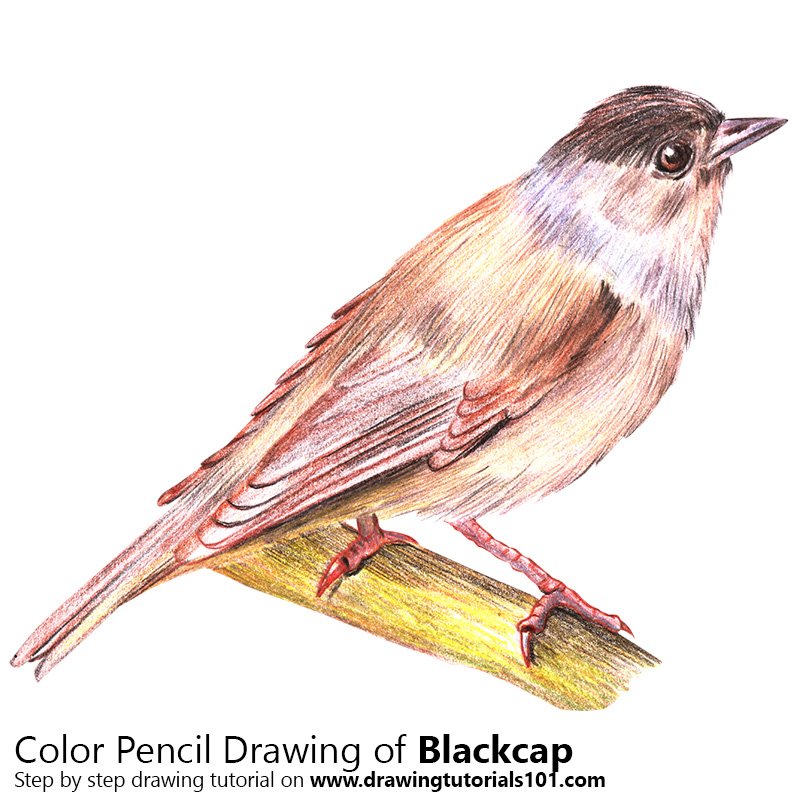 How to Draw a Blackcap by Color Pencils