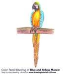 How to Draw a Blue and Yellow Macaw