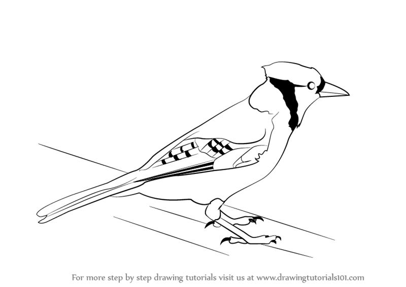 Learn How To Draw A Blue Jay Birds Step By Step Drawing Tutorials