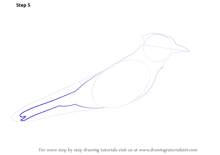 Learn How To Draw A Blue Jay Birds Step By Step Drawing Tutorials