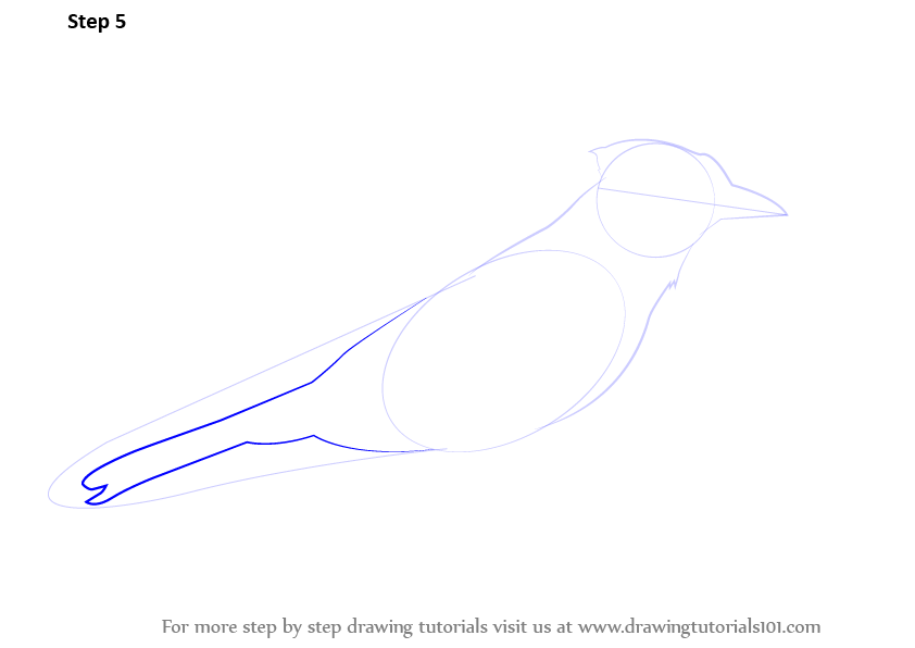 Learn How To Draw A Blue Jay Birds Step By Step Drawing Tutorials