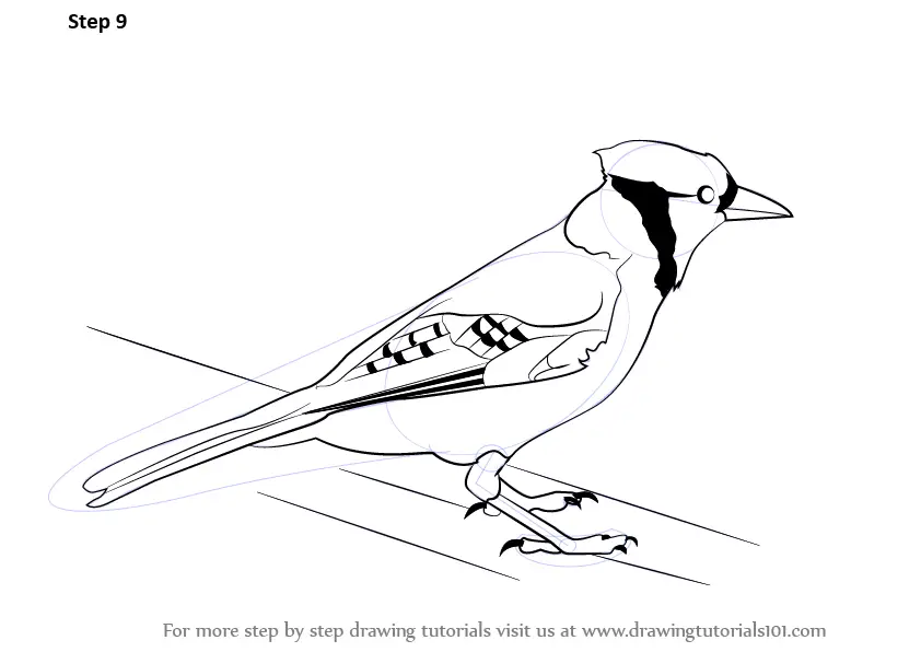 Learn How To Draw A Blue Jay Birds Step By Step Drawing Tutorials