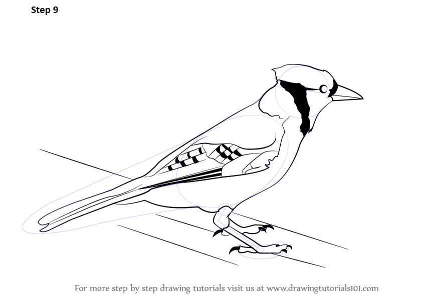 Blue jay bird outline drawing, How to draw Blue jay step by step, Outline  drawings