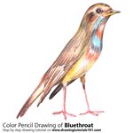 How to Draw a Bluethroat