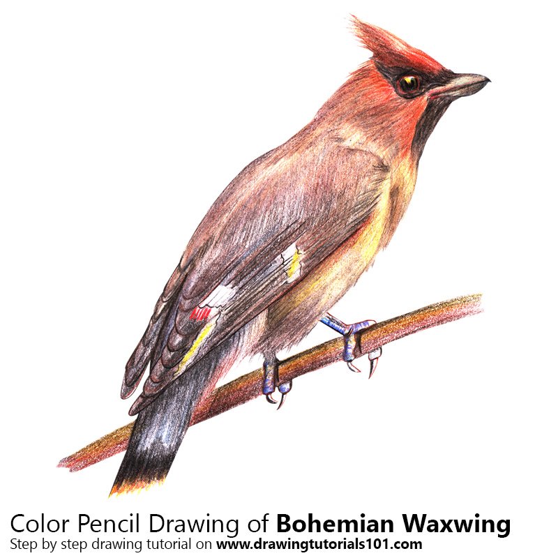 How to Draw Bohemian Waxwing by Color Pencils