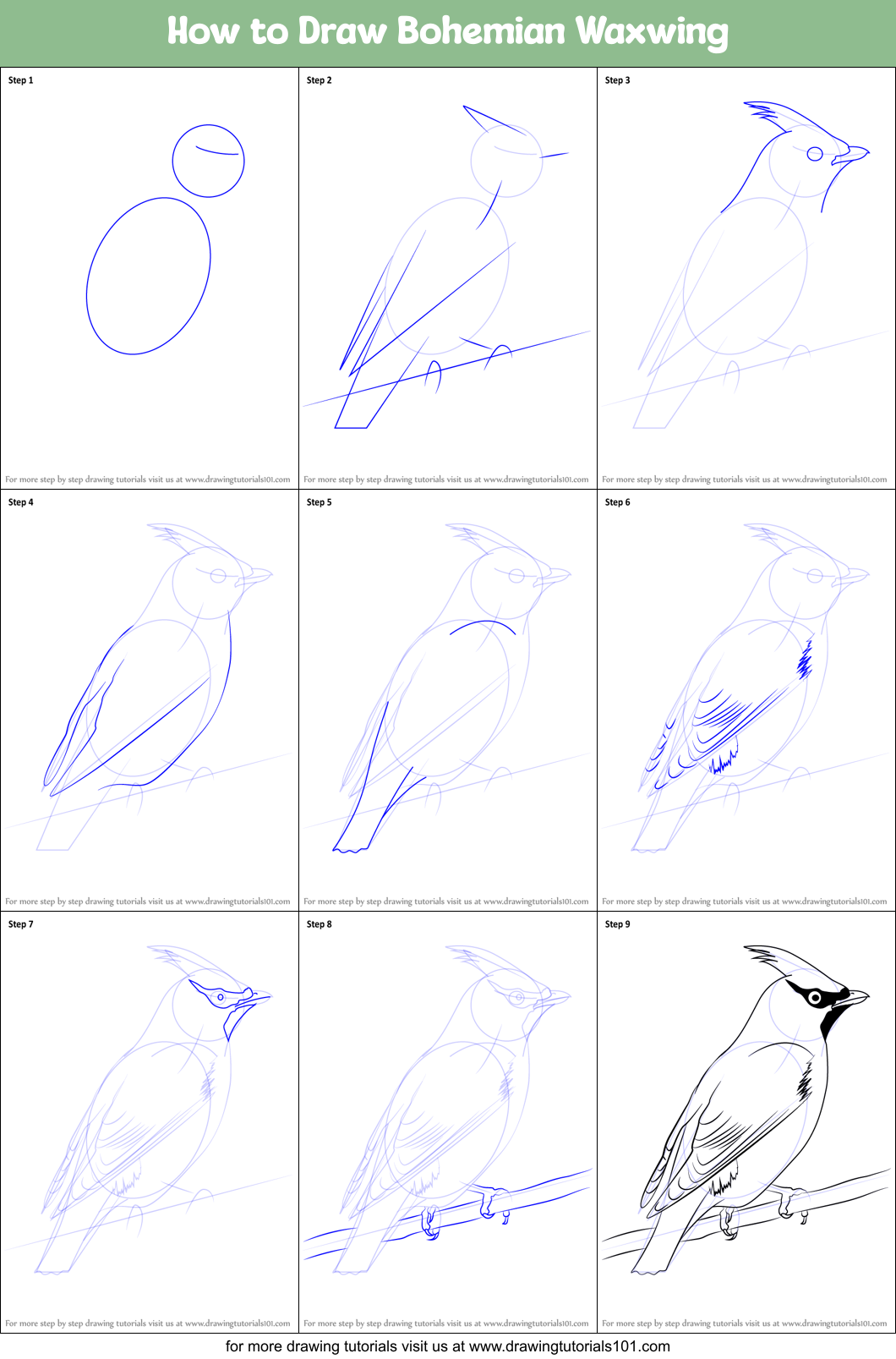 How to Draw Bohemian Waxwing Printable Step by Step