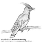 How to Draw Bohemian Waxwing