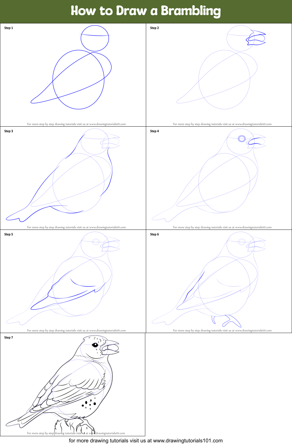How to Draw a Brambling Printable Step by Step