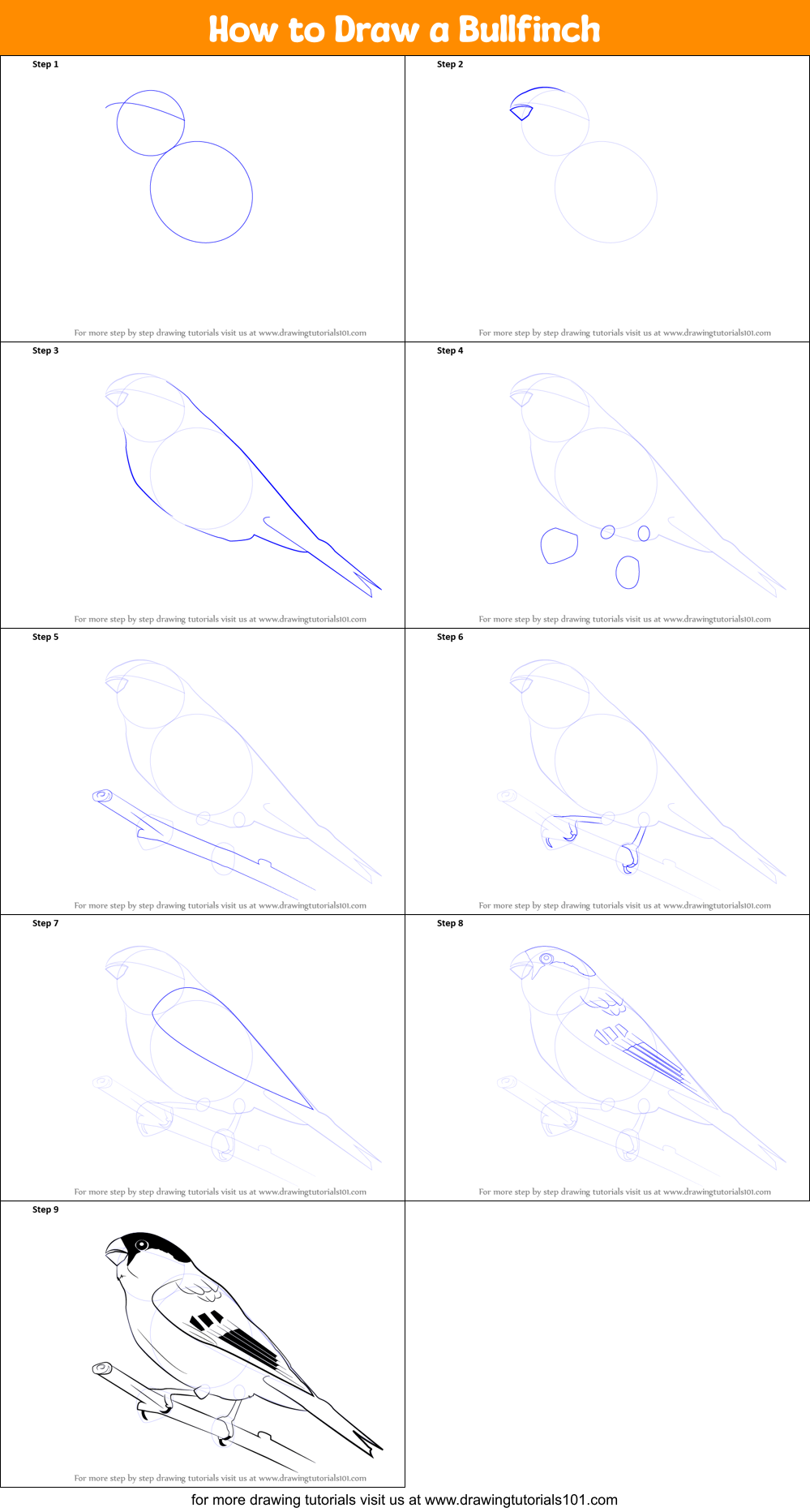 How to Draw a Bullfinch Printable Step by Step
