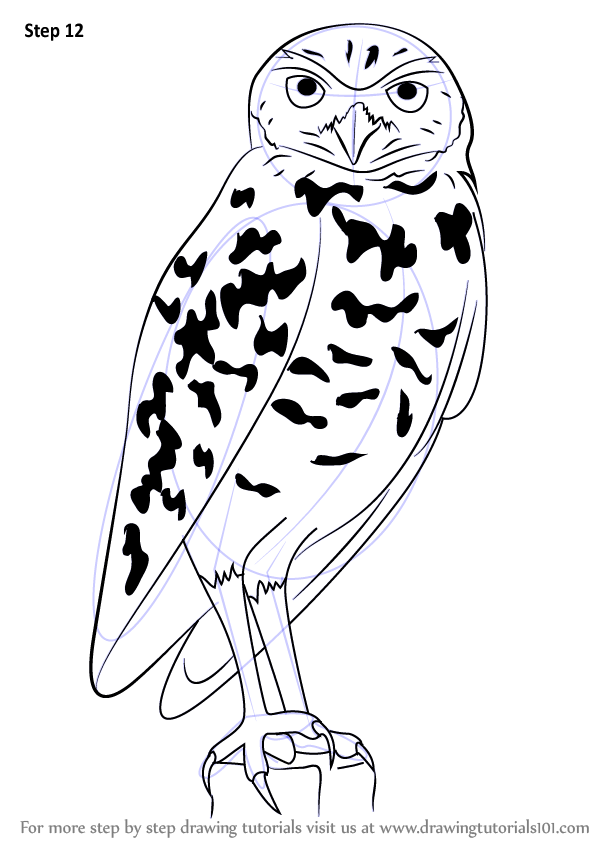 Learn How to Draw a Burrowing Owl (Birds) Step by Step : Drawing Tutorials