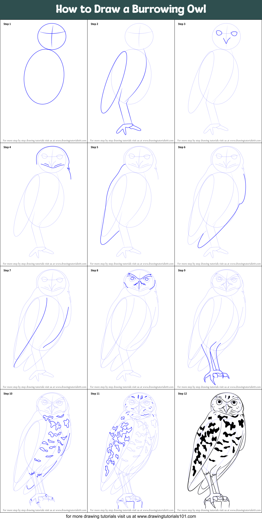 How to Draw a Burrowing Owl Printable Step by Step